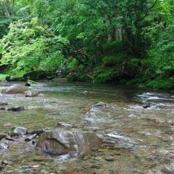 久しぶりのアマゴ釣り